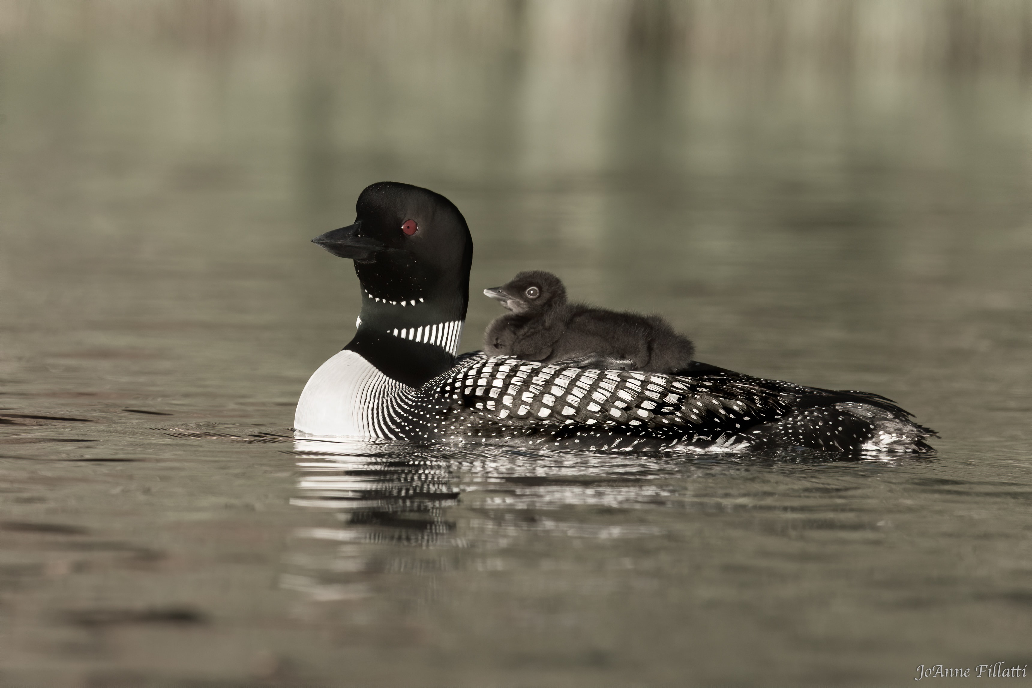 bird of british columbia image 4